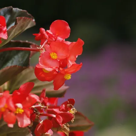 Beautiful With Garden Appartement *