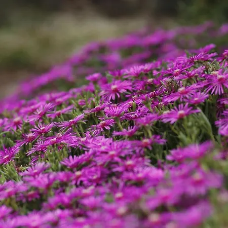 Appartement Beautiful With Garden Balatonszepezd