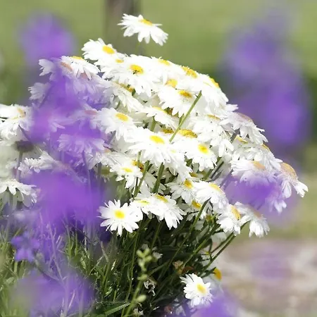 Beautiful With Garden דירה *