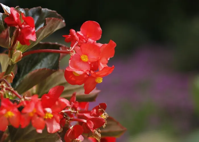 Beautiful With Garden 公寓 *
