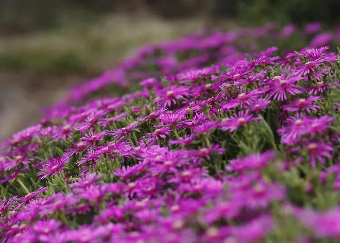 公寓 Beautiful With Garden 鲍洛通塞派兹德