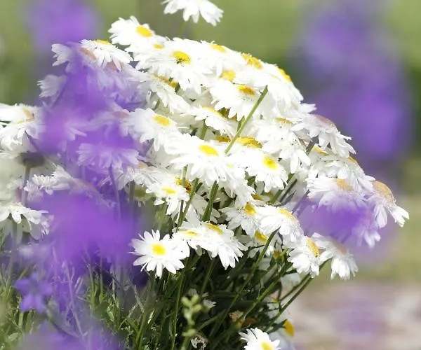 Beautiful With Garden Apartment *